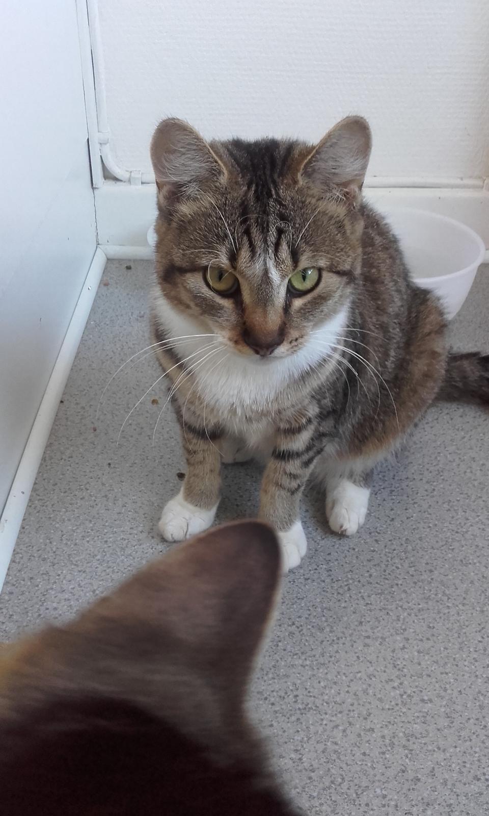 Huskat Daisy billede 10