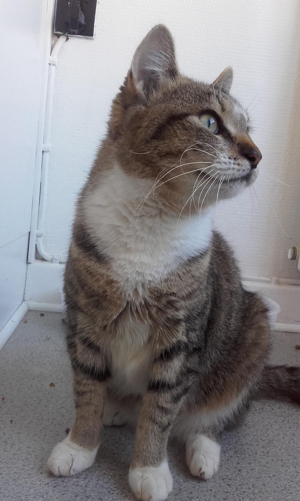 Huskat Daisy billede 11