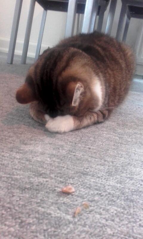 Huskat Daisy billede 12