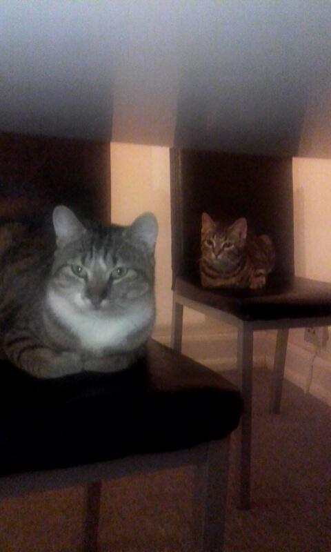 Huskat Daisy billede 13