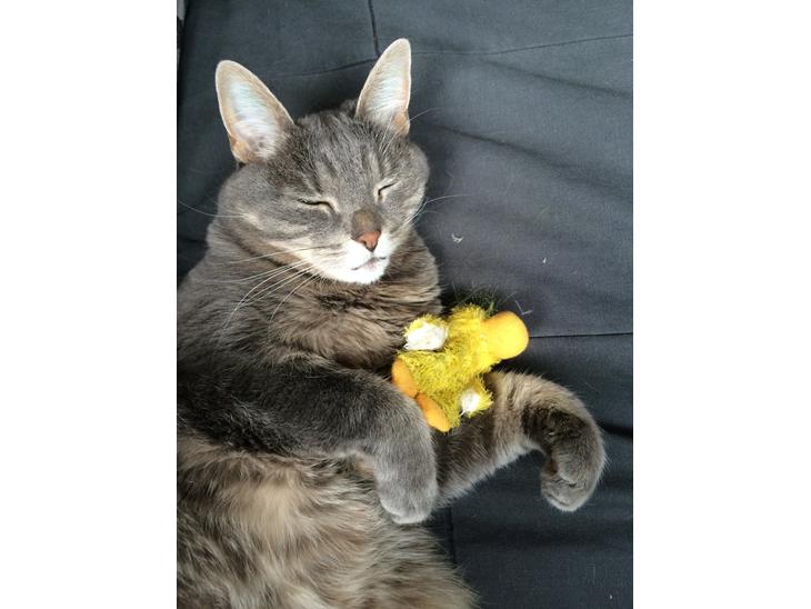 {{currentPhoto.altText}} billede {{currentPhoto.number}}