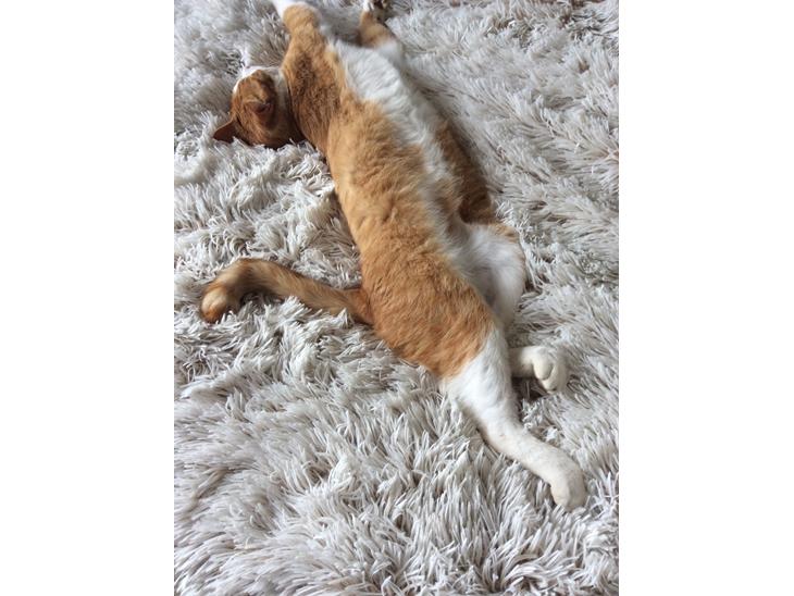 {{currentPhoto.altText}} billede {{currentPhoto.number}}