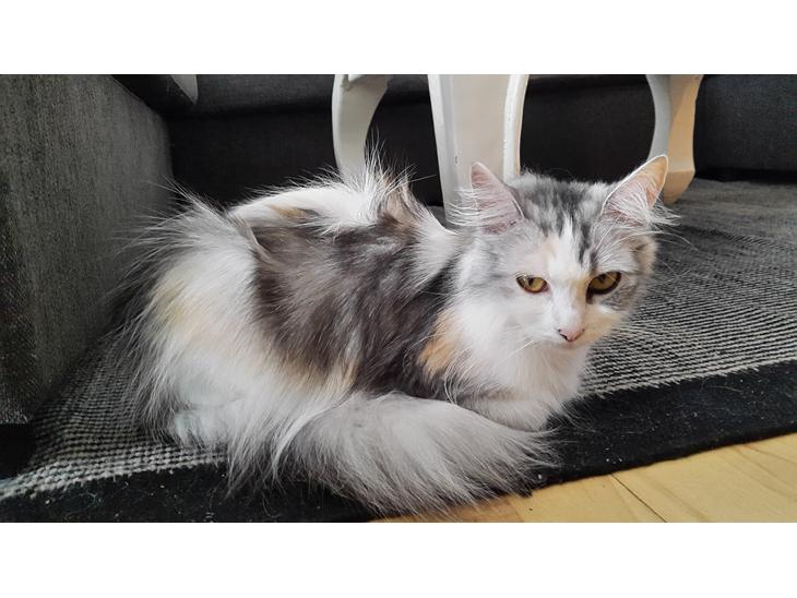 {{currentPhoto.altText}} billede {{currentPhoto.number}}