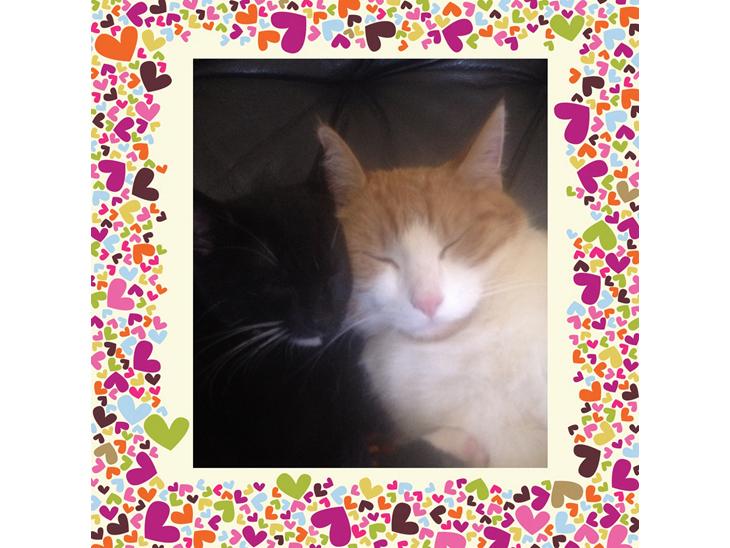 {{currentPhoto.altText}} billede {{currentPhoto.number}}