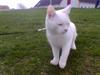 Huskat Tumle R.I.P 12/03-2012