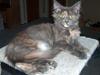 Maine Coon Wulff's Nikita