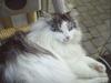 Maine Coon Alle's Felex