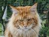 Maine Coon CountryCat`s Jason