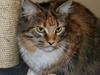 Maine Coon Boromir Madonna