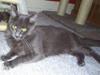 Maine Coon Wulff`s Amanda
