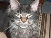 Maine Coon Langstteich`s O`Usanto