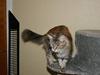 Maine Coon Ojo`s Shakira
