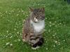 Huskat OLIVER 'GULLE'