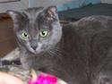 Korat Lucky