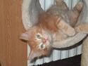 Blanding af racer Maincoon Sigurd