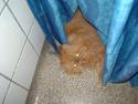 Perser Red tiger (Gizmo)