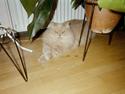 Perser Nikita
