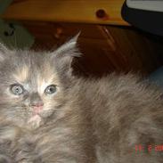 Maine Coon miss blue diament