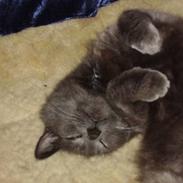 Blanding af racer ][ * Lassie * ][