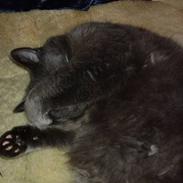 Blanding af racer ][ * Lassie * ][