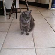 Blanding af racer ][ * Lassie * ][