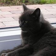 Blanding af racer ][ * Lassie * ][