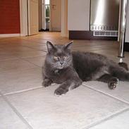 Blanding af racer ][ * Lassie * ][