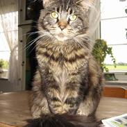 Maine Coon Champagnes Mustang (Musta