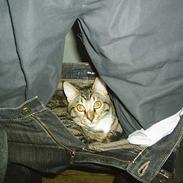 Blanding af racer Tiger