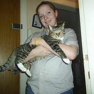 Blanding af racer Tiger