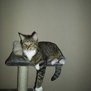 Blanding af racer Tiger