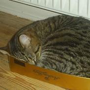 Blanding af racer Tiger