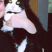 Blanding af racer Bastian