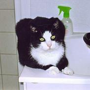 Blanding af racer Bastian