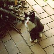 Blanding af racer Bastian