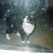 Blanding af racer Bastian