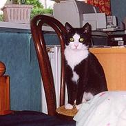 Blanding af racer Bastian