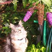 Maine Coon  Chinook Kittery poor boy