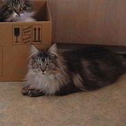 Maine Coon  Chinook Kittery poor boy