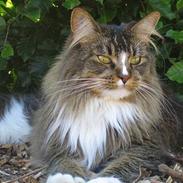 Maine Coon Victor