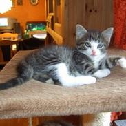 Maine Coon Caesar