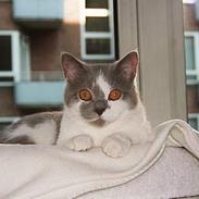 British Shorthair Mille Poeme