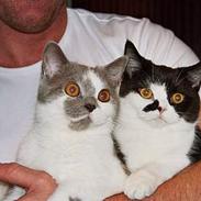 British Shorthair Mille Poeme