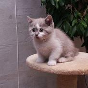British Shorthair Mille Poeme