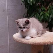 British Shorthair Mille Poeme