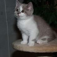 British Shorthair Mille Poeme