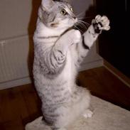 Blanding af racer Freja