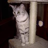 Blanding af racer Freja