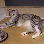 Blanding af racer Freja