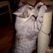 Blanding af racer Freja